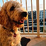 dog, curly_fur, sunset, balcony, railing, urban, building, pet, happy, panting, collar, tag, outdoor, golden_hour, closeup, side_view, furry, animal, companion, domestic