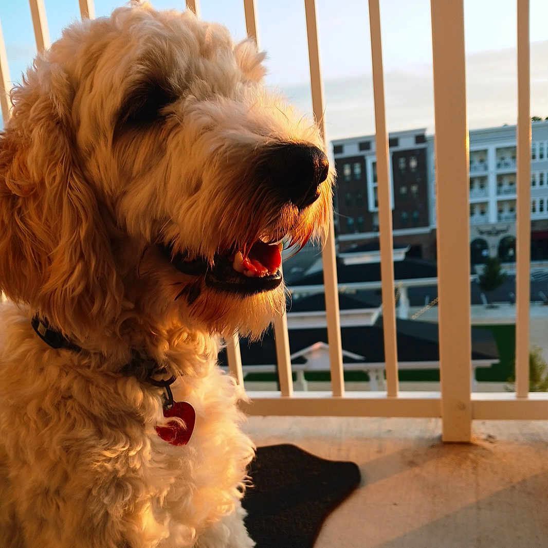 Hamster is registered to the contest to win money with this photo: animal, balcony, building, closeup, collar, companion, curly_fur, dog, domestic, furry, golden_hour, happy, outdoor, panting, pet, railing, side_view, sunset, tag, urban