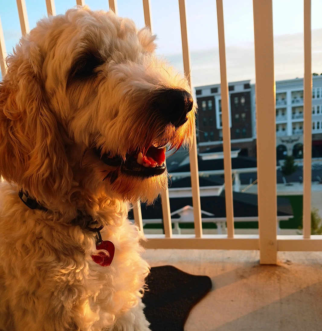 Hamster is registered to the contest to win money with this photo: dog, curly_fur, sunset, balcony, railing, urban, building, pet, happy, panting, collar, tag, outdoor, golden_hour, closeup, side_view, furry, animal, companion, domestic