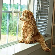 Red joined the competition — help win amazing prizes! dog, window, windowsill, blinds, curly_hair, pet, indoor, looking_out, sunlight, home, furniture, relaxed, animal, domestic, brown, fluffy, quiet, daylight, window_view, resting