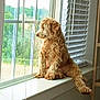 dog, window, windowsill, blinds, curly_hair, pet, indoor, looking_out, sunlight, home, furniture, relaxed, animal, domestic, brown, fluffy, quiet, daylight, window_view, resting