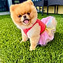 dog, pomeranian, tutu, pink_clothing, grass, artificial_grass, outdoor, pet, cute, fluffy, small_dog, tongue_out, happy, animal, furry, portrait, standing, daylight, backyard, colorful