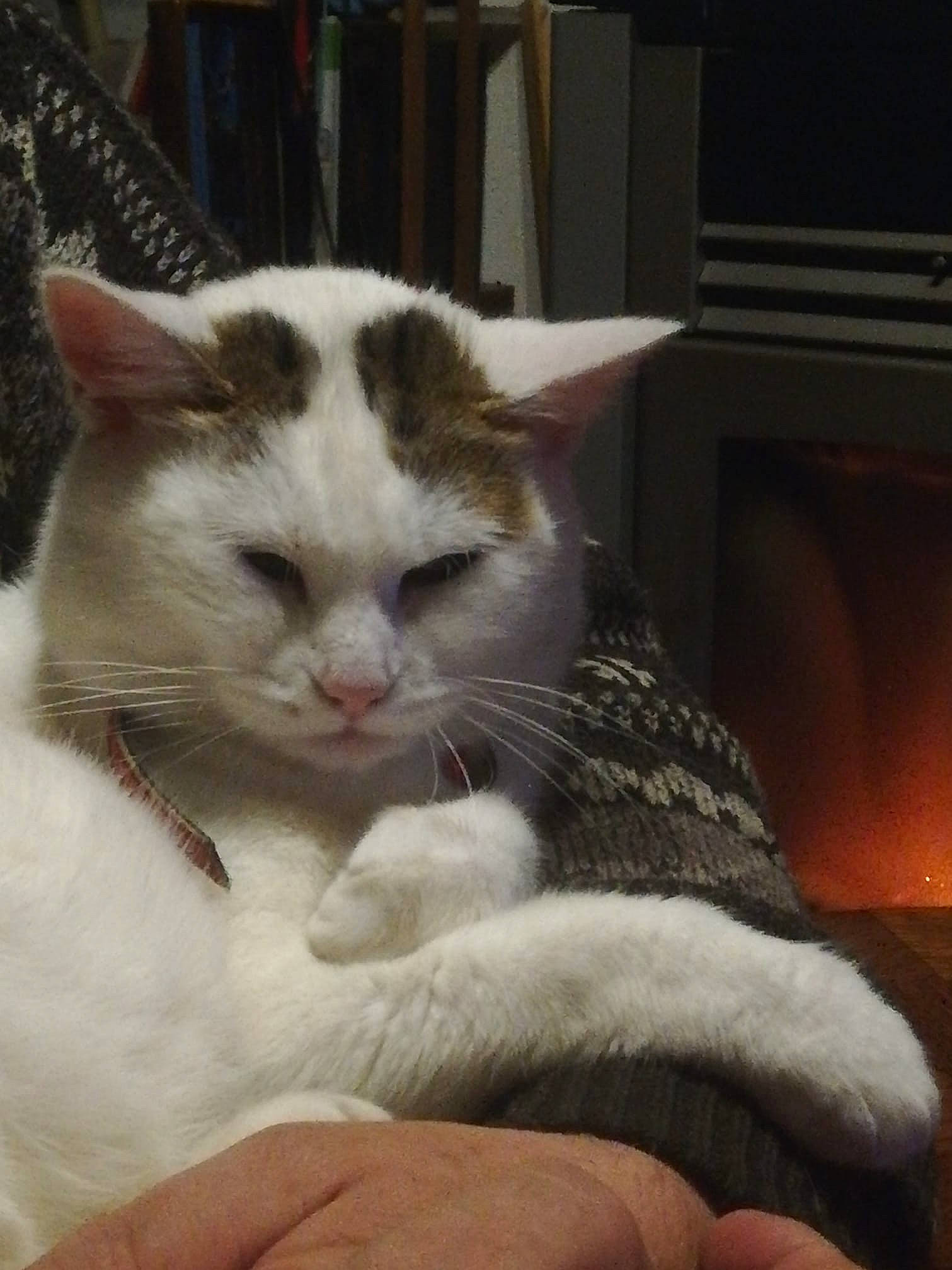 Nikita participe au concours pour gagner de l'argent avec cette photo : aegean_cat, american_wirehair, asian, carnivore, cat, domestic_short_haired_cat, european_shorthair, felidae, fur, japanese_bobtail, kitten, mammal, nose, paw, polydactyl_cat, small_to_medium_sized_cats, turkish_van, whiskers