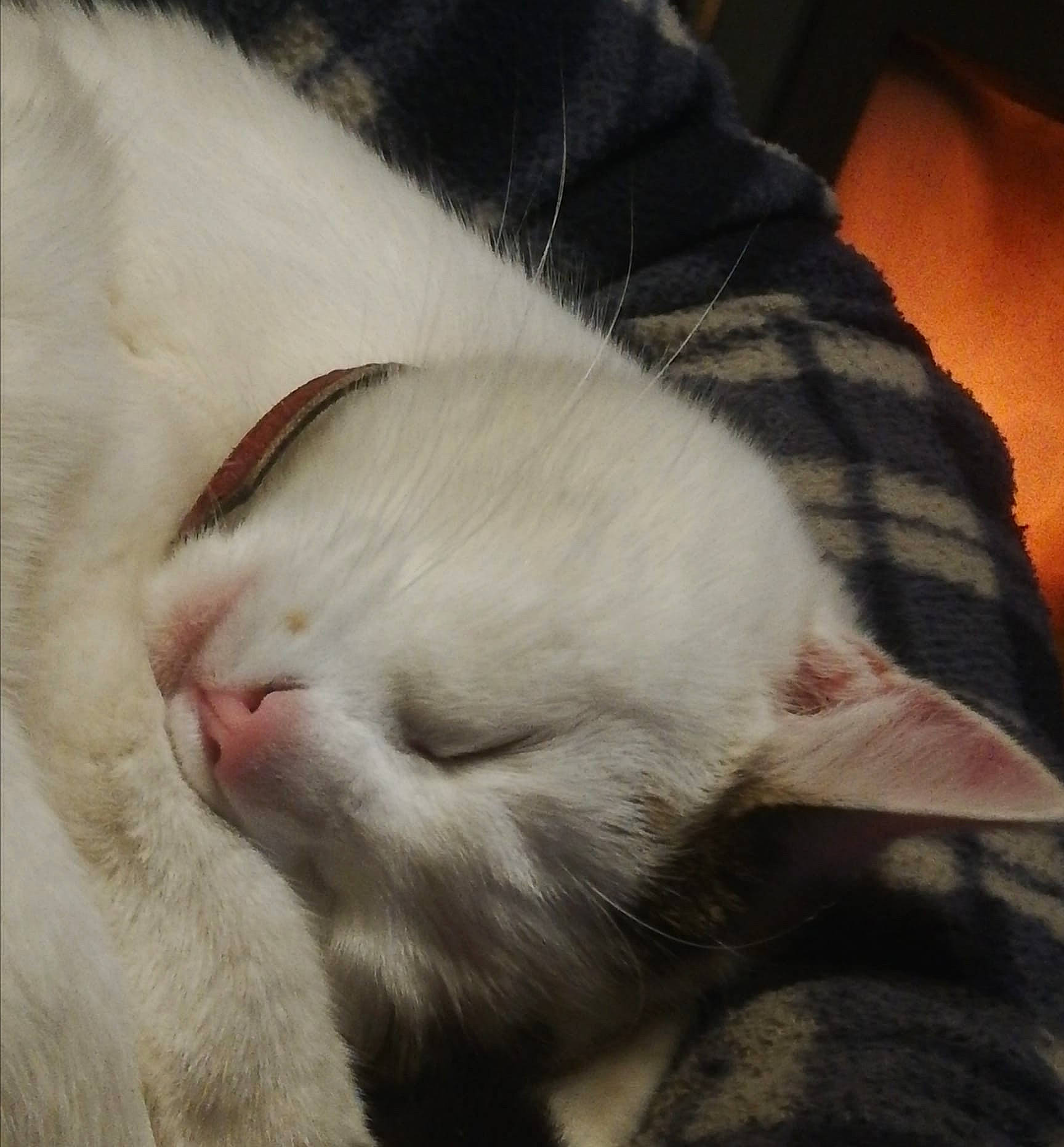 Nikita participe au concours pour gagner de l'argent avec cette photo : carnivore, cat, close_up, comfort, facial_expression, fawn, felidae, fur, nap, skin, small_to_medium_sized_cats, snout, vertebrate, whiskers