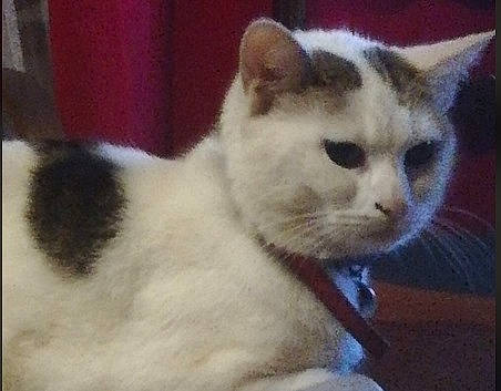 Nikita participe au concours pour gagner de l'argent avec cette photo : carnivore, cat, domestic_short_haired_cat, felidae, fur, small_to_medium_sized_cats, snout, terrestrial_animal, vertebrate, whiskers