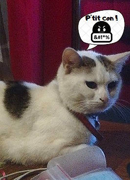 Nikita participe au concours pour gagner de l'argent avec cette photo : asian, carnivore, cat, domestic_short_haired_cat, felidae, kitten, mammal, photo_caption, polydactyl_cat, small_to_medium_sized_cats, tail, whiskers