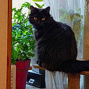Maze participe au concours pour gagner de l'argent avec cette photo : cat, black_cat, pet, indoor, window, plant, potted_plant, curtain, cat_tree, furniture, animal, domestic_animal, fluffy, sitting, looking, golden_eyes, orange_eyes, indoor_plant, wooden_frame, natural_light