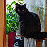 cat, black_cat, pet, indoor, window, plant, potted_plant, curtain, cat_tree, furniture, animal, domestic_animal, fluffy, sitting, looking, golden_eyes, orange_eyes, indoor_plant, wooden_frame, natural_light