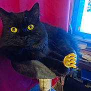 Maze participe au concours pour gagner de l'argent avec cette photo : animal, black_cat, cat, cat_tree, computer_screen, cozy, curtain, feline, fluffy, household, indoor, paw, pet, plastic_hand, playful, red_curtain, relaxed, room, toy, yellow_eyes