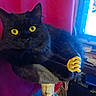 animal, black_cat, cat, cat_tree, computer_screen, cozy, curtain, feline, fluffy, household, indoor, paw, pet, plastic_hand, playful, red_curtain, relaxed, room, toy, yellow_eyes