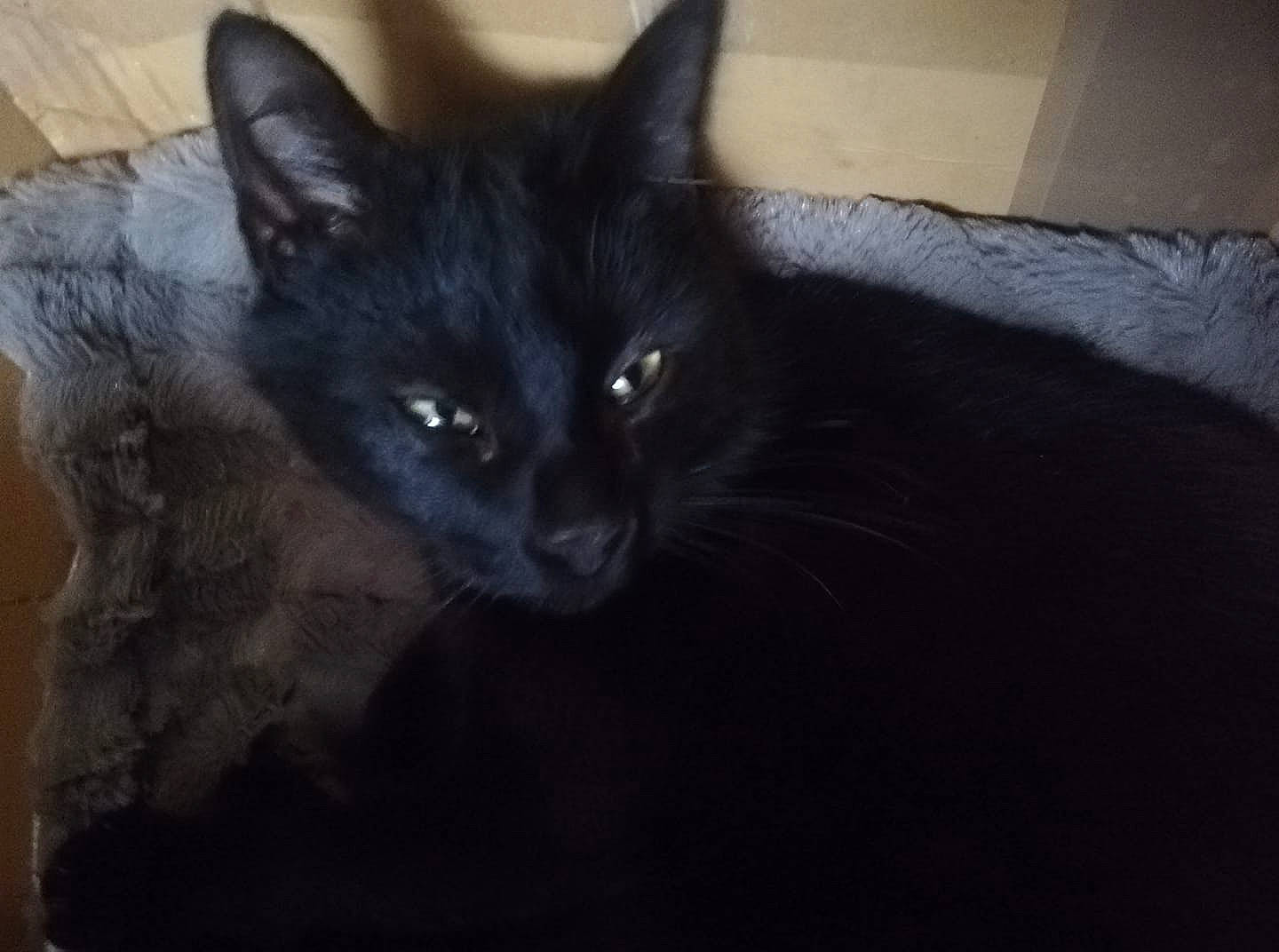 Parsifal a rejoint le concours — aidez-le/la à gagner de superbes lots ! black, black_cat, bombay, carnivore, cat, felidae, fur, iris, pet_supply, small_to_medium_sized_cats, snout, vertebrate, whiskers