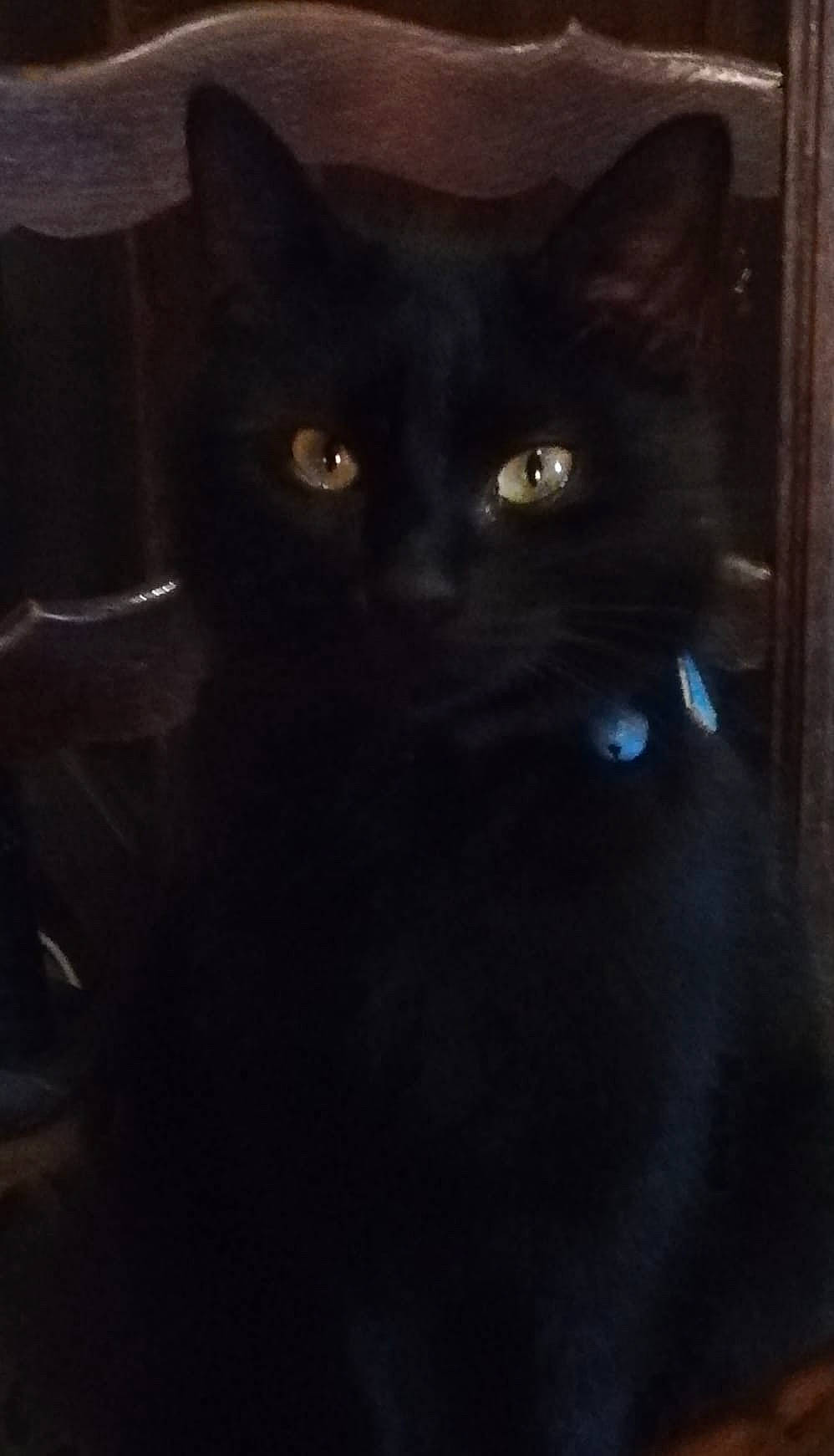 Parsifal a rejoint le concours — aidez-le/la à gagner de superbes lots ! black, black_cat, bombay, carnivore, cat, domestic_short_haired_cat, felidae, fur, iris, small_to_medium_sized_cats, snapshot, snout, terrestrial_animal, vertebrate, whiskers