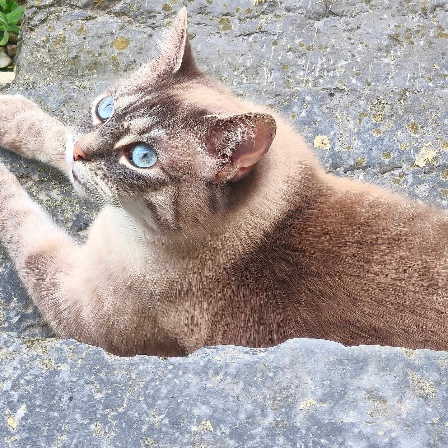 Praline participe au concours pour gagner de l'argent avec cette photo : animal, blue_eyes, cat, close_up, curious, daylight, ears, feline, fur, ground, looking_up, mammal, nature, outdoor, paws, pet, resting, stone_steps, texture, whiskers