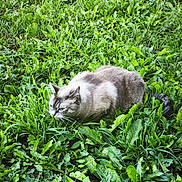 Praline participe au concours pour gagner de l'argent avec cette photo : alert, animal, cat, close_up, crouching, daylight, eyes, feline, fur, grass, greenery, leaf, mammal, nature, outdoor, pet, plant, stealth, whiskers, wildlife