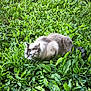 alert, animal, cat, close_up, crouching, daylight, eyes, feline, fur, grass, greenery, leaf, mammal, nature, outdoor, pet, plant, stealth, whiskers, wildlife