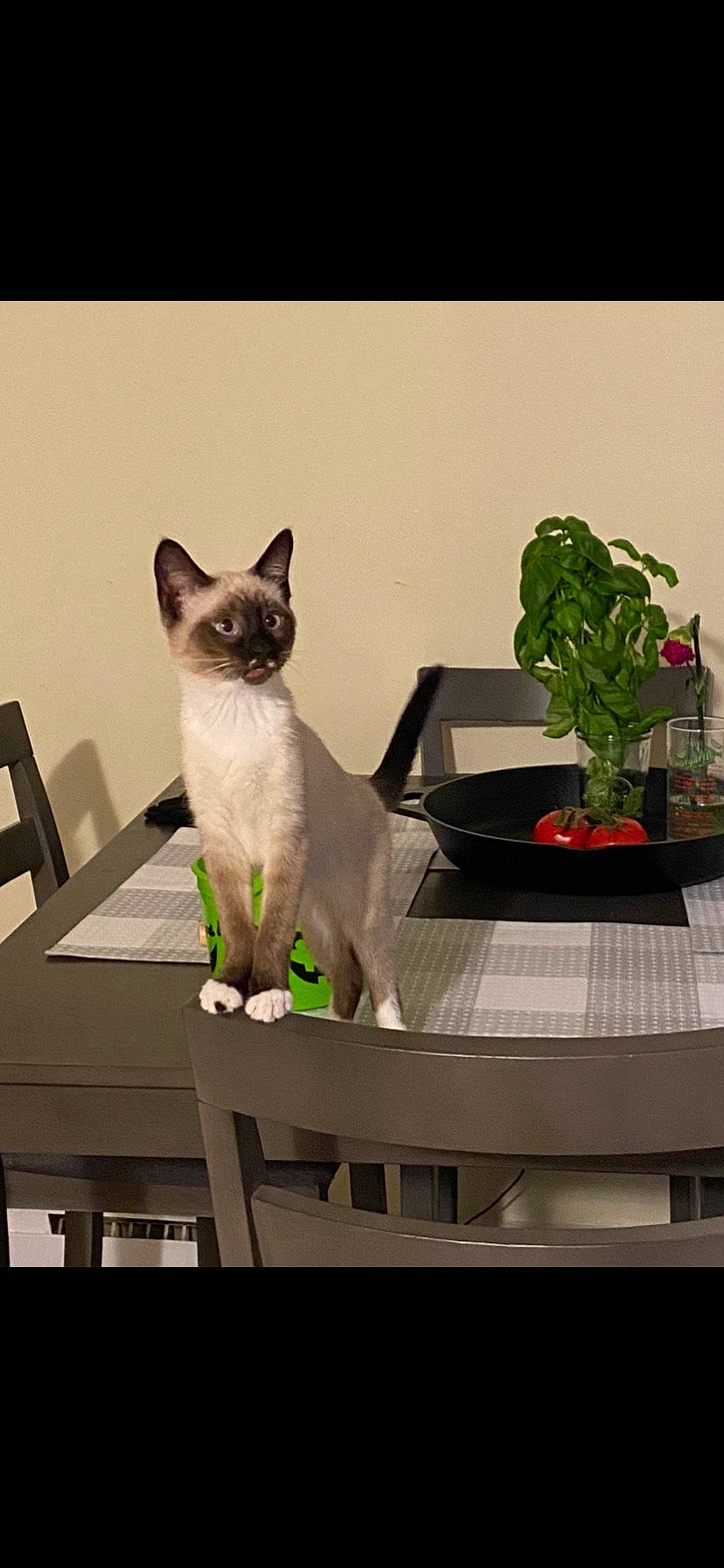 Phoebe joined the competition — help win amazing prizes! carnivore, cat, felidae, flowerpot, fur, herb, houseplant, leaf_vegetable, pet_supply, photo_caption, plant, rectangle, siamese, small_to_medium_sized_cats, snout, tail, thai, whiskers, window