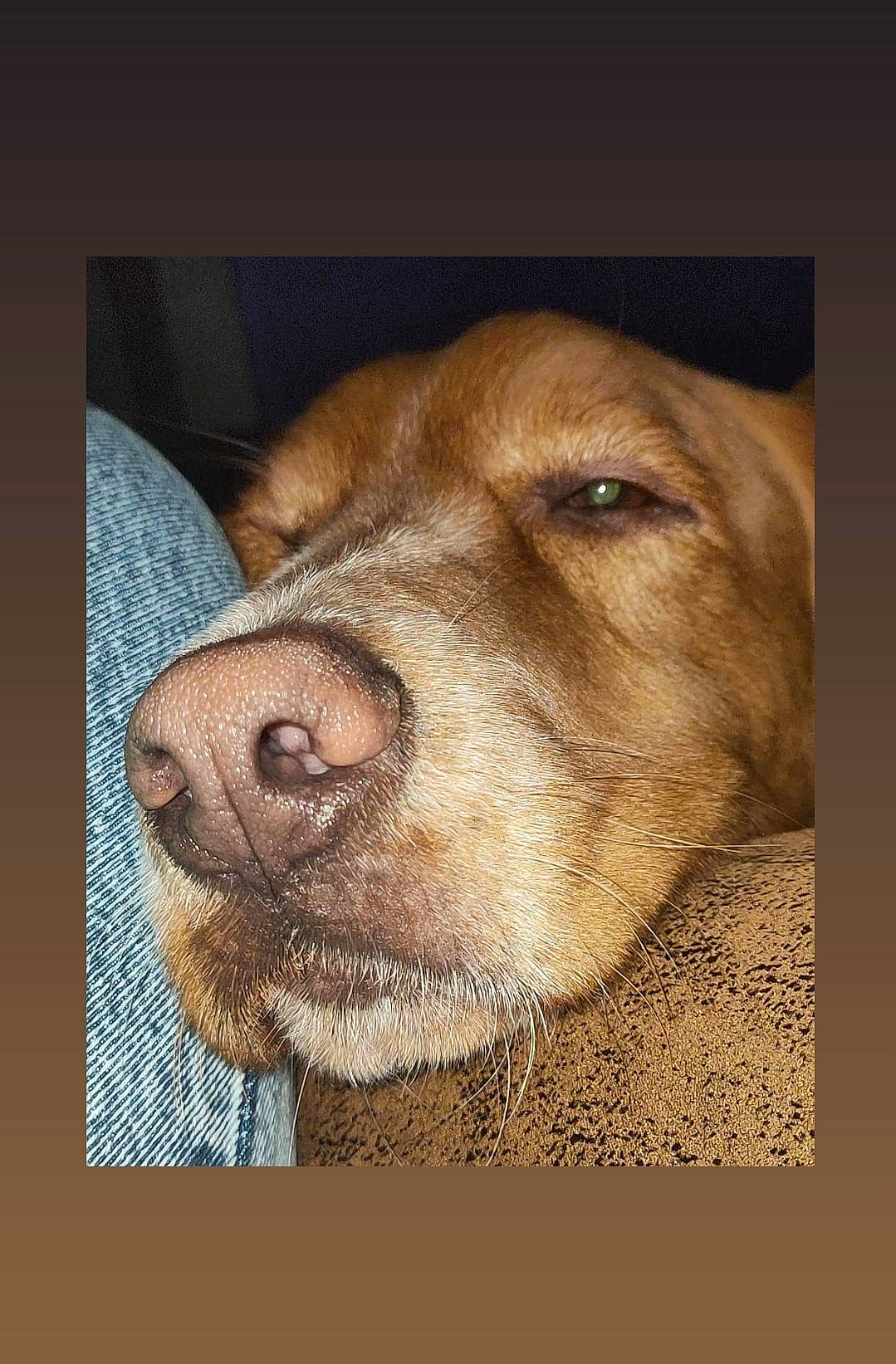 Lenny a rejoint le concours — aidez-le/la à gagner de superbes lots ! canidae, carnivore, companion_dog, dog, dog_breed, ear, fawn, fur, gun_dog, liver, pet_supply, photo_caption, retriever, selfie, snout, sporting_group, terrestrial_animal, whiskers, working_animal, wrinkle