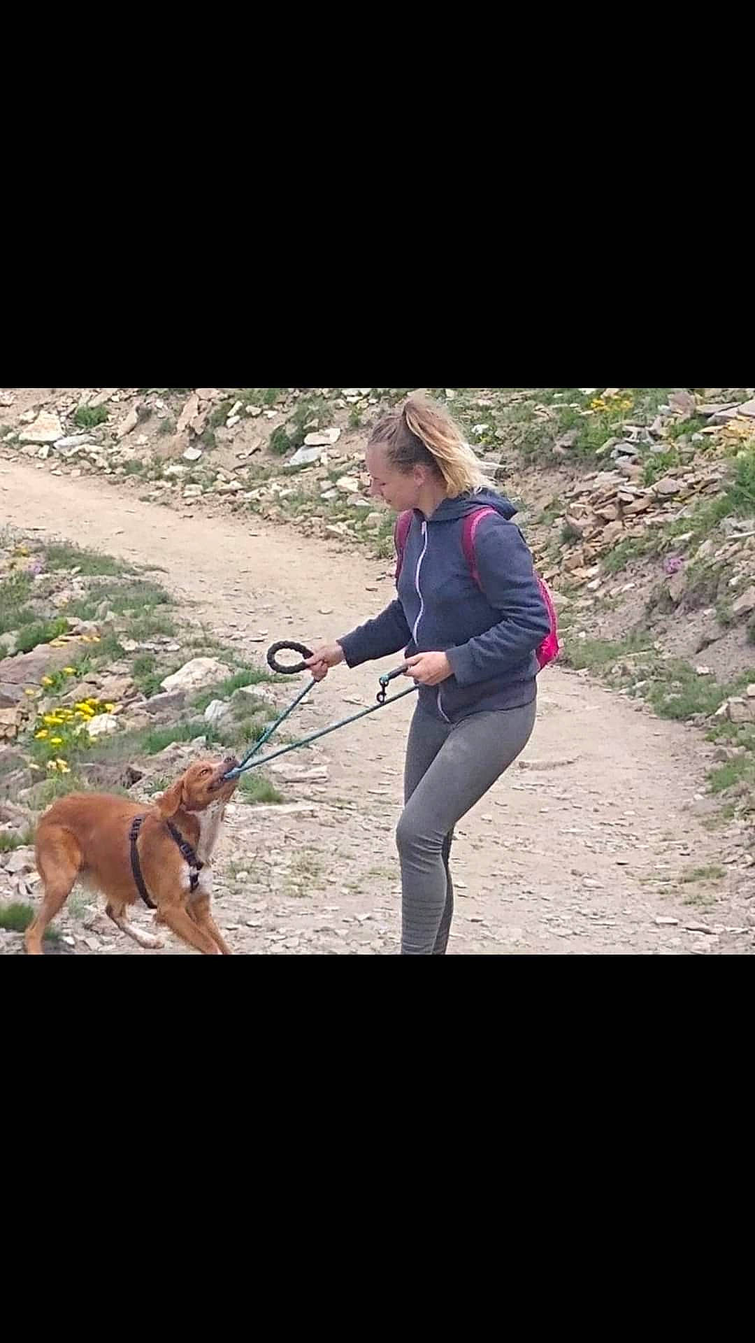 Lenny a rejoint le concours — aidez-le/la à gagner de superbes lots ! adventure, carnivore, companion_dog, dog, dog_breed, dog_hiking, fashion_accessory, fawn, grass, happy, landscape, leash, leisure, people_in_nature, plant, recreation, sitting, sporting_group, walking, wildlife