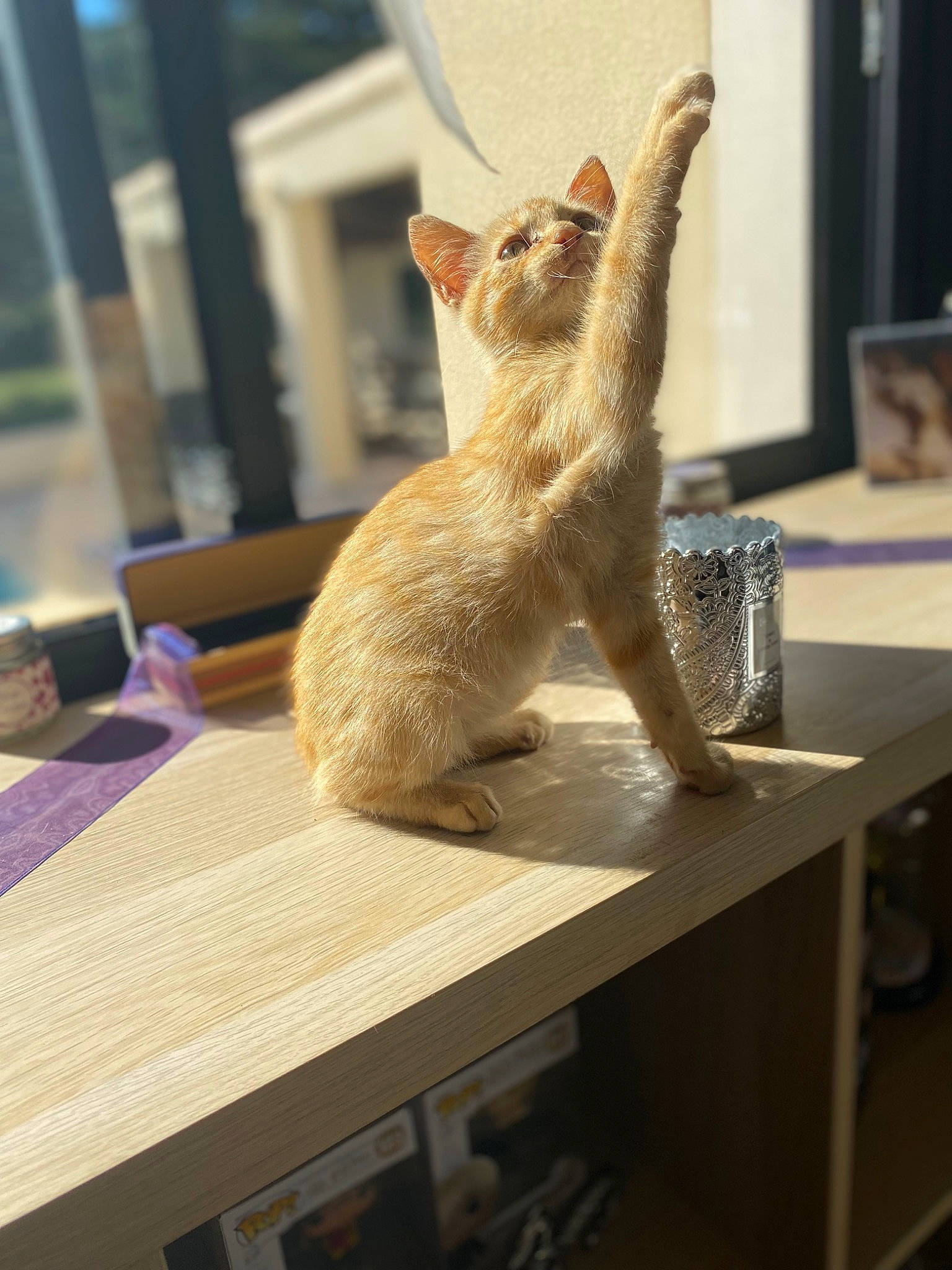 Ron a rejoint le concours — aidez-le/la à gagner de superbes lots ! art, carnivore, cat, comfort, desk, domestic_short_haired_cat, fawn, felidae, flooring, fur, hardwood, room, sitting, small_to_medium_sized_cats, snout, table, tail, whiskers, window, wood