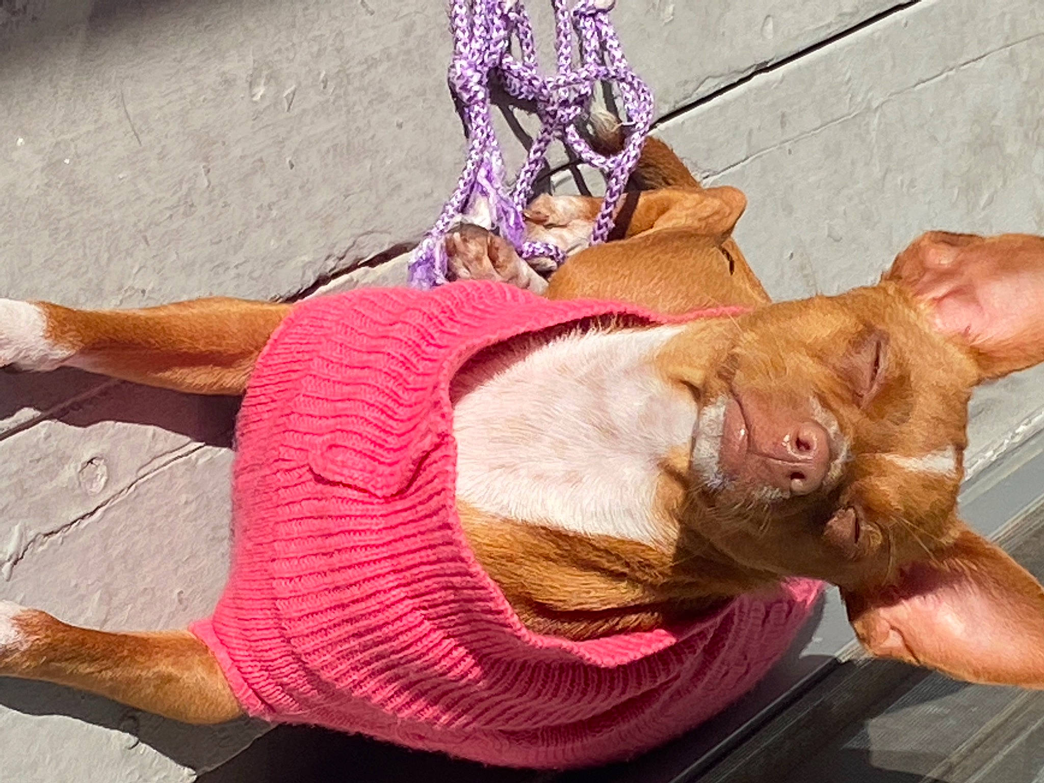 Bella is registered to the contest to win money with this photo: comfort, companion_dog, fashion_accessory, fawn, flooring, fur, hat, human_leg, liver, magenta, pink, sitting, textile, working_animal, wrinkle