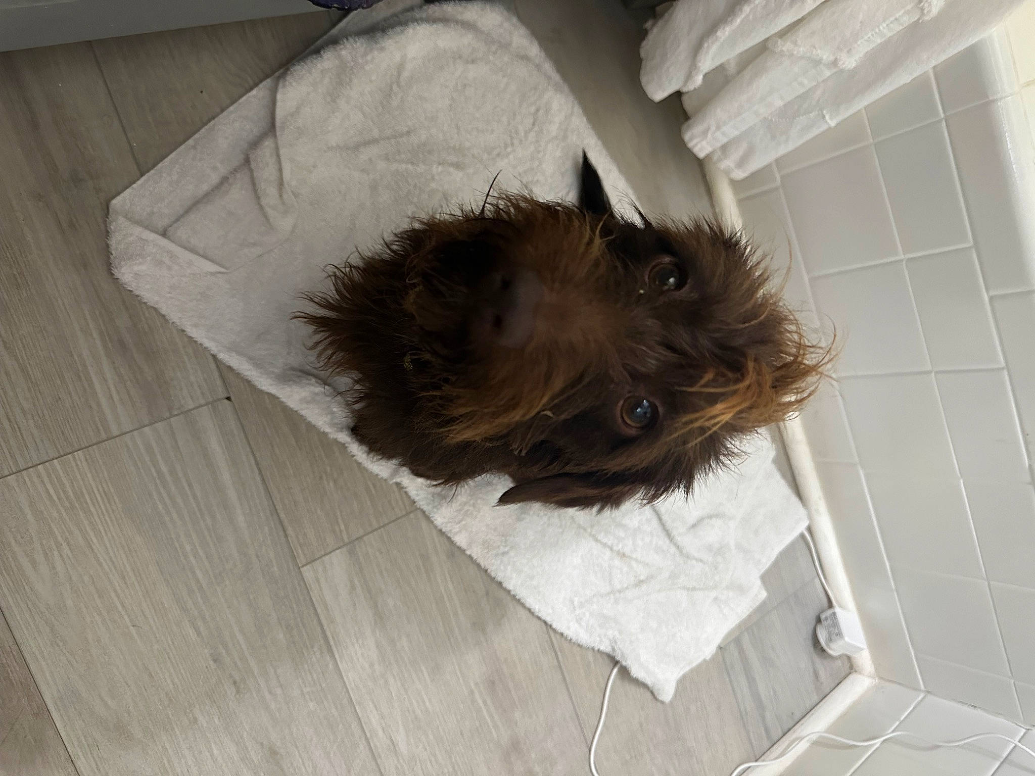 Wrangler joined the competition — help win amazing prizes! canidae, carnivore, comfort, companion_dog, dog, dog_breed, dog_supply, fawn, felidae, flooring, fur, hardwood, liver, pet_supply, snout, sporting_group, terrier, whiskers, wood, working_animal