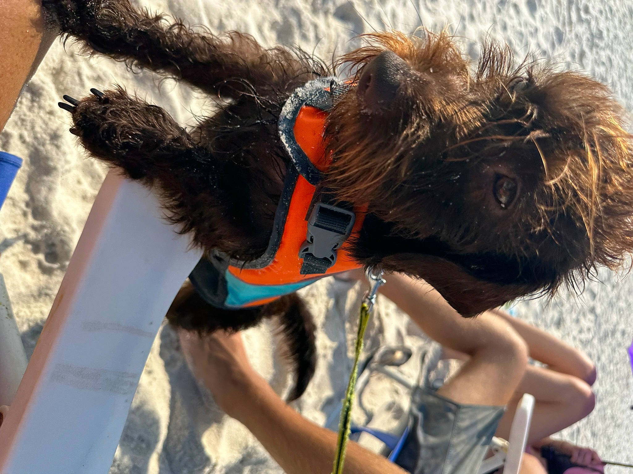 Wrangler joined the competition — help win amazing prizes! canidae, carnivore, collar, companion_dog, dog, dog_breed, dog_clothes, dog_collar, dog_supply, eyewear, fawn, fun, fur, leash, liver, personal_protective_equipment, pet_supply, snout, sporting_group, working_animal