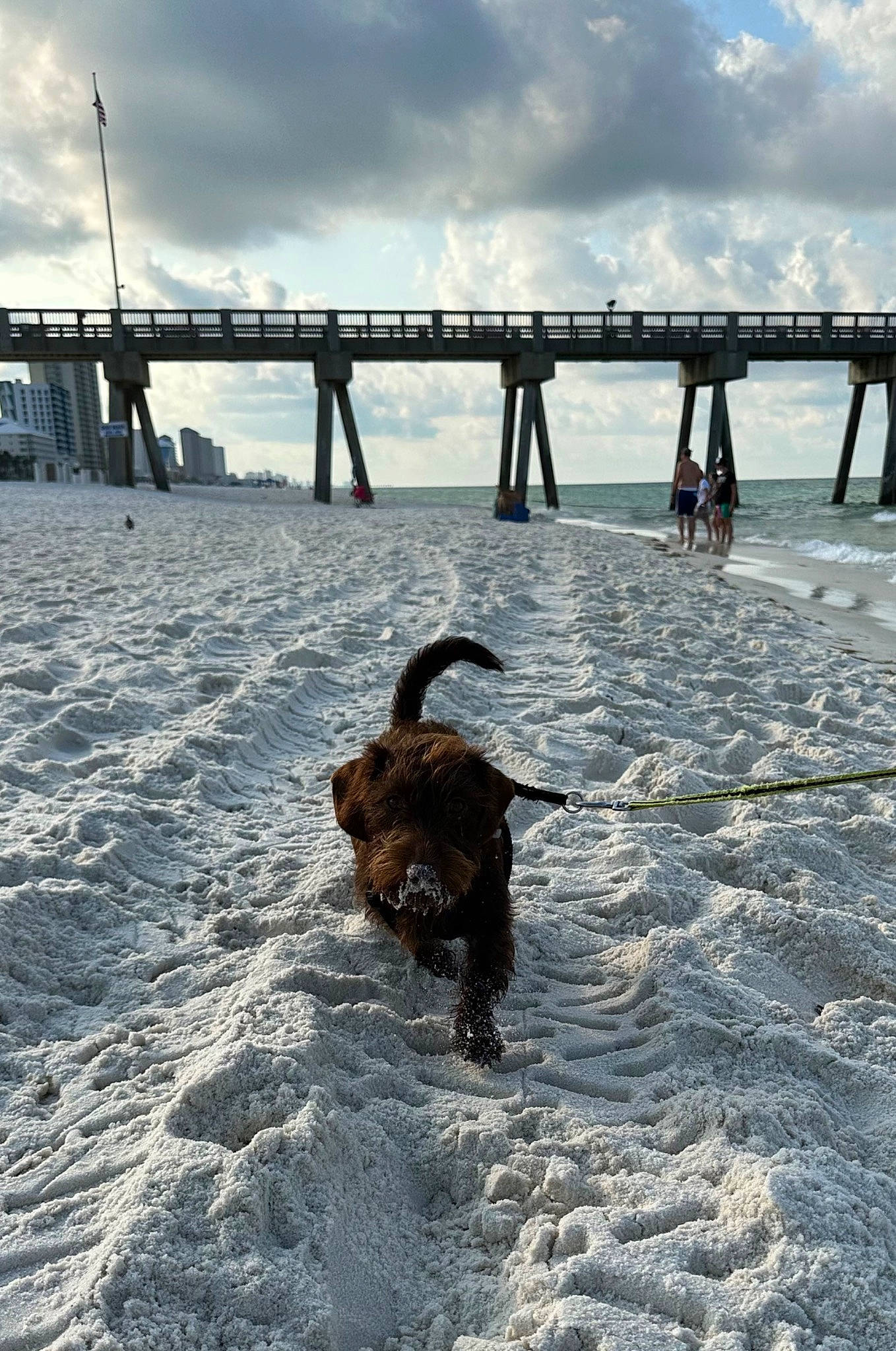 Wrangler joined the competition — help win amazing prizes! beach, canidae, carnivore, cloud, collar, dog, dog_breed, freezing, horizon, lake, ocean, sky, snow, sporting_group, tail, water, wave, wind_wave, winter, working_animal