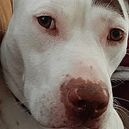 Aris is registered to the contest to win money with this photo: dog, close_up, white_dog, brown_spots, face, nose, eyes, pet, animal, fur, whiskers, canine, portrait, domestic_animal, cute, friend, muzzle, calm, expression, indoors