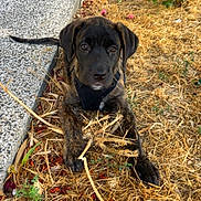 Blue a rejoint le concours — aidez-le/la à gagner de superbes lots ! dog, puppy, brindle, black_dog, harness, sitting, outdoors, garden, pathway, dry_grass, straw, flowers, rose_petals, greenery, portrait, pet, animal, looking_at_camera, natural_light, vertical_photo