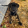 dog, puppy, brindle, black_dog, harness, sitting, outdoors, garden, pathway, dry_grass, straw, flowers, rose_petals, greenery, portrait, pet, animal, looking_at_camera, natural_light, vertical_photo