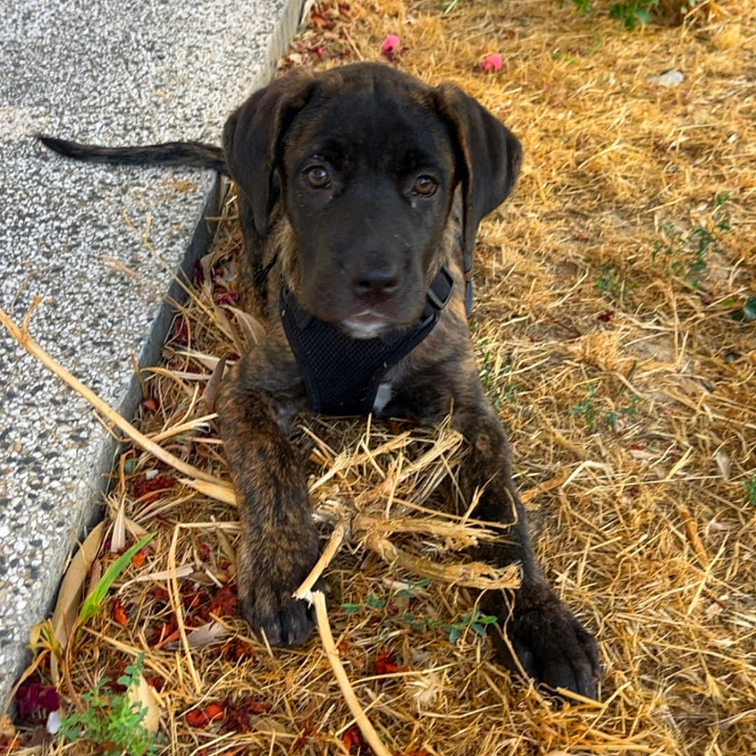 Blue a rejoint le concours — aidez-le/la à gagner de superbes lots ! dog, puppy, brindle, black_dog, harness, sitting, outdoors, garden, pathway, dry_grass, straw, flowers, rose_petals, greenery, portrait, pet, animal, looking_at_camera, natural_light, vertical_photo