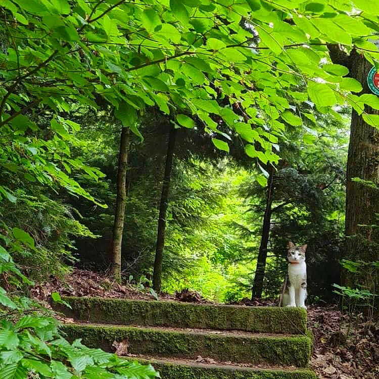 Psyko participe au concours pour gagner de l'argent avec cette photo : garden, grass, green, grove, herbal, herbs, jungle, land, moss, nature, outdoors, park, path, plant, rainforest, rock, trail, tree, vegetation, woodland
