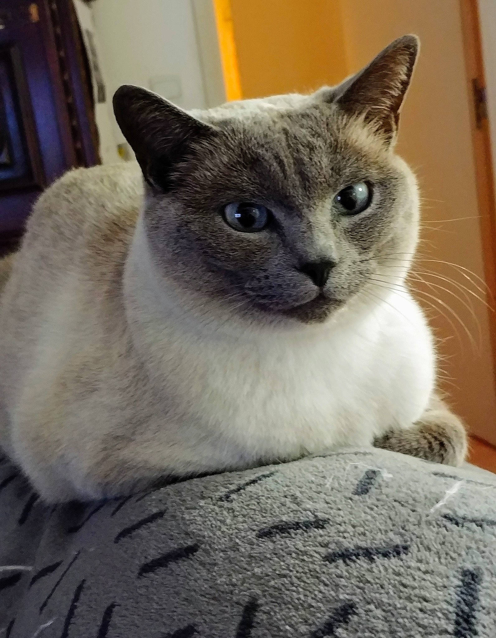 Liberty participe au concours pour gagner de l'argent avec cette photo : asian, british_shorthair, burmese, burmilla, carnivore, cat, colorpoint_shorthair, domestic_short_haired_cat, eye, felidae, kitten, mammal, ojos_azules, siamese, small_to_medium_sized_cats, snout, thai, tonkinese, vertebrate, whiskers