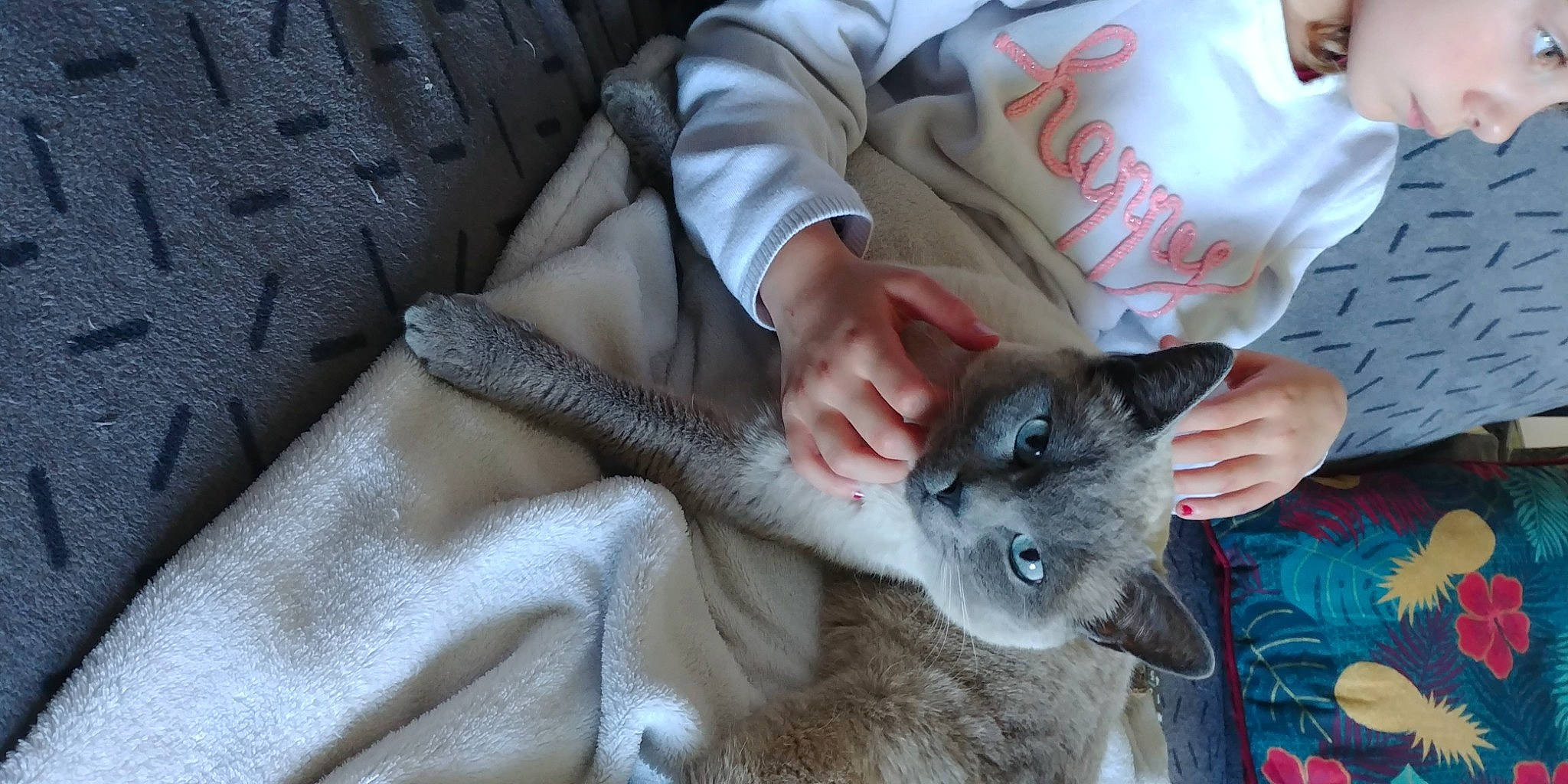 Liberty a rejoint le concours — aidez-le/la à gagner de superbes lots ! asian, carnivore, cat, chartreux, domestic_short_haired_cat, felidae, german_rex, kitten, korat, nebelung, russian_blue, small_to_medium_sized_cats, whiskers