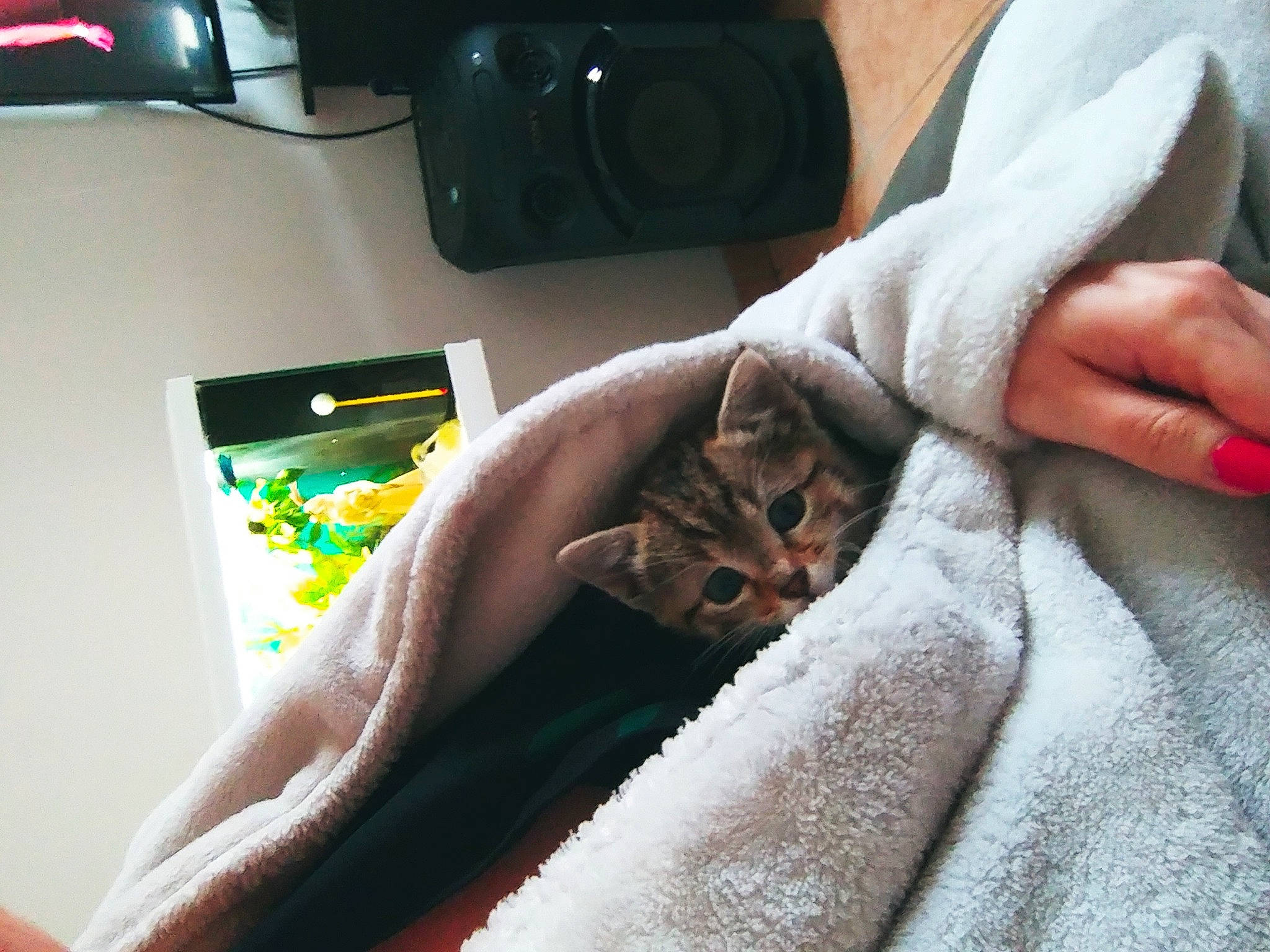 Rosette participe au concours pour gagner de l'argent avec cette photo : asian, blanket, carnivore, cat, comfort, ear, electronic_device, felidae, finger, hand, kitten, leg, linens, nail, singapura, skin, small_to_medium_sized_cats, whiskers