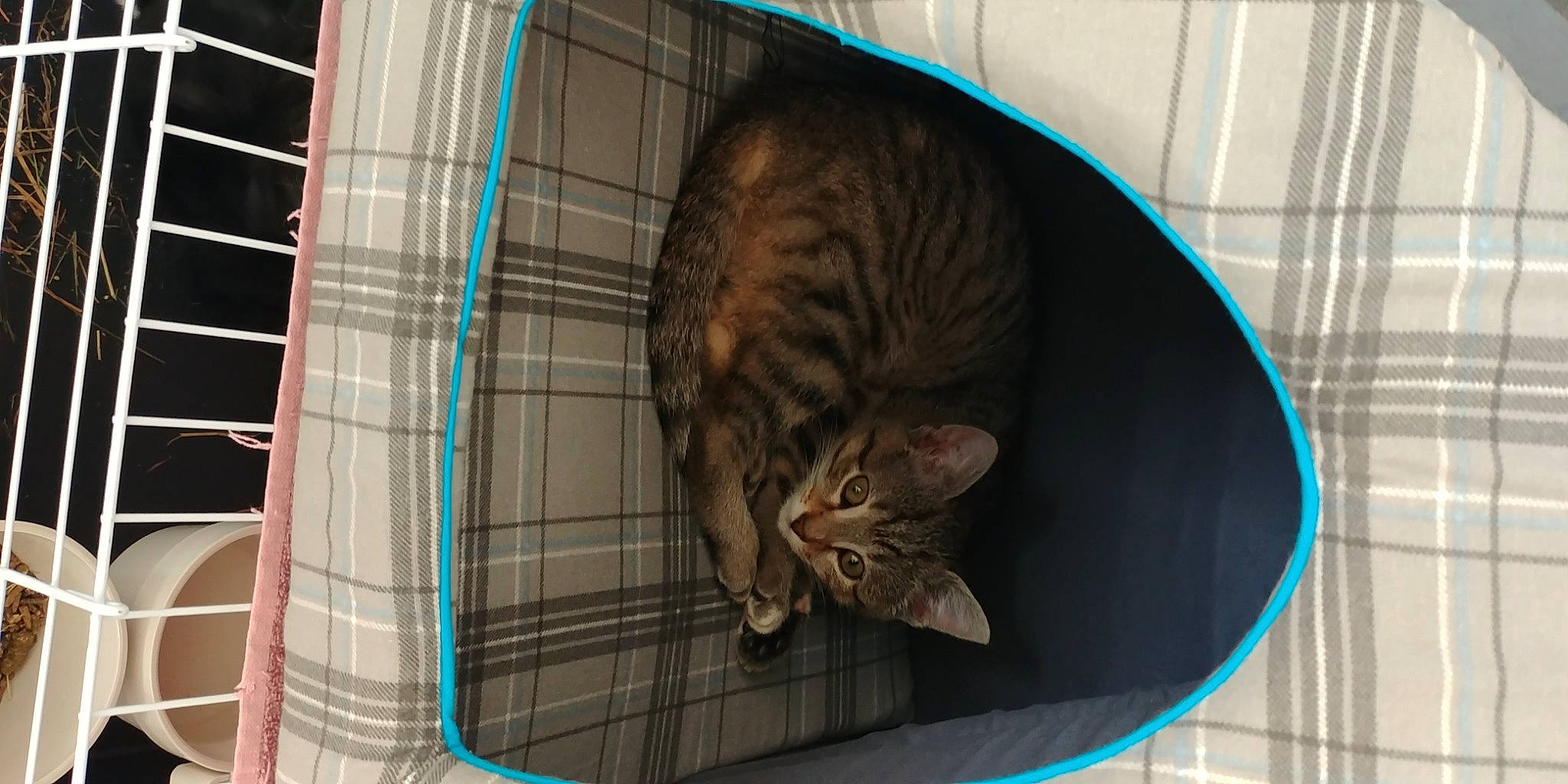 Rosette a rejoint le concours — aidez-le/la à gagner de superbes lots ! animal_shelter, cage, carnivore, cat, cat_supply, domestic_short_haired_cat, felidae, kennel, mammal, pet_supply, small_to_medium_sized_cats, tabby_cat, tail, vertebrate, whiskers