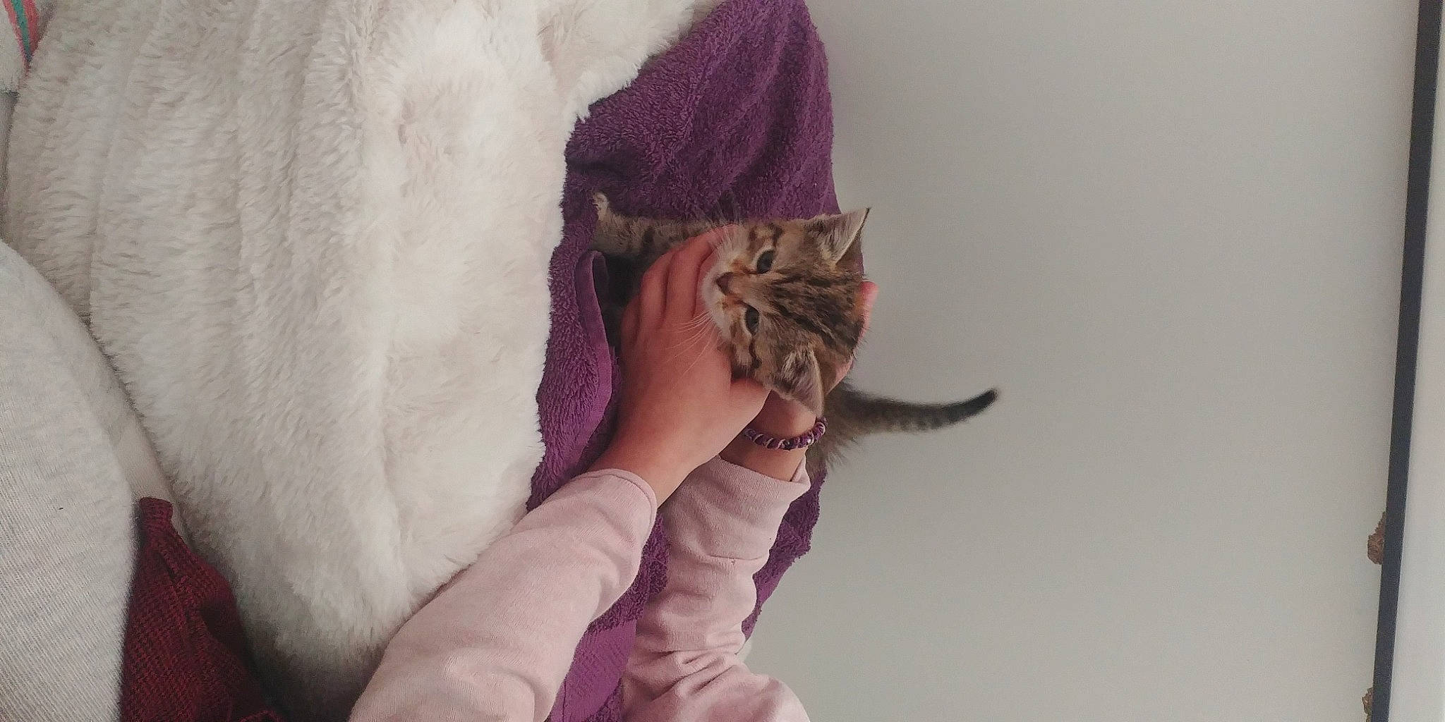 Rosette a rejoint le concours — aidez-le/la à gagner de superbes lots ! carnivore, cat, fawn, felidae, fur, gesture, hand, kitten, purple, small_to_medium_sized_cats, tail, whiskers
