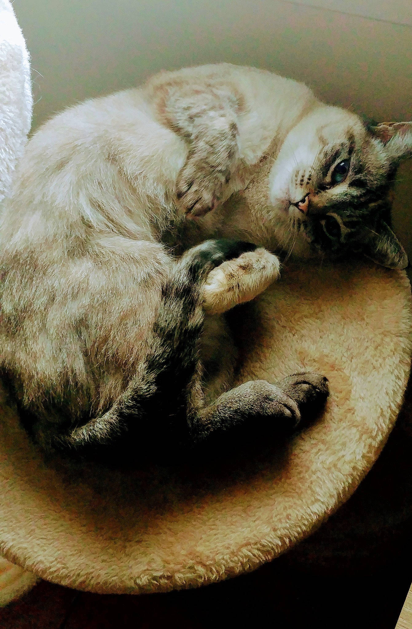 Lovely a rejoint le concours — aidez-le/la à gagner de superbes lots ! asian, burmilla, carnivore, cat, claw, comfort, ear, european_shorthair, felidae, fur, kitten, nap, paw, sleep, small_to_medium_sized_cats, tail, whiskers