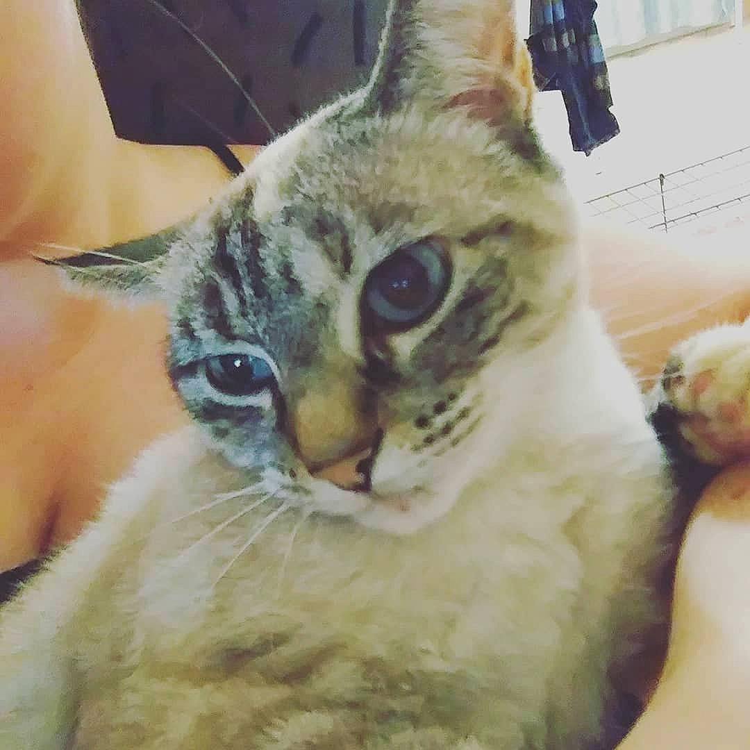 Lovely participe au concours pour gagner de l'argent avec cette photo : aegean_cat, american_shorthair, asian, carnivore, cat, domestic_short_haired_cat, ear, european_shorthair, eye, felidae, fur, german_rex, head, iris, kitten, nose, small_to_medium_sized_cats, snout, tabby_cat, whiskers