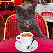 Pourquoi Pas Euterpe participe au concours pour gagner de l'argent avec cette photo : cat, gray_cat, espresso, coffee_cup, red_chair, red_table, spoon, cafe, indoor, feline, pet, tongue_out, cup_and_saucer, wooden_chair, marble_counter, drink, tableware, close_up, cute, domestic_animal