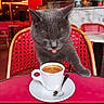 cat, gray_cat, espresso, coffee_cup, red_chair, red_table, spoon, cafe, indoor, feline, pet, tongue_out, cup_and_saucer, wooden_chair, marble_counter, drink, tableware, close_up, cute, domestic_animal
