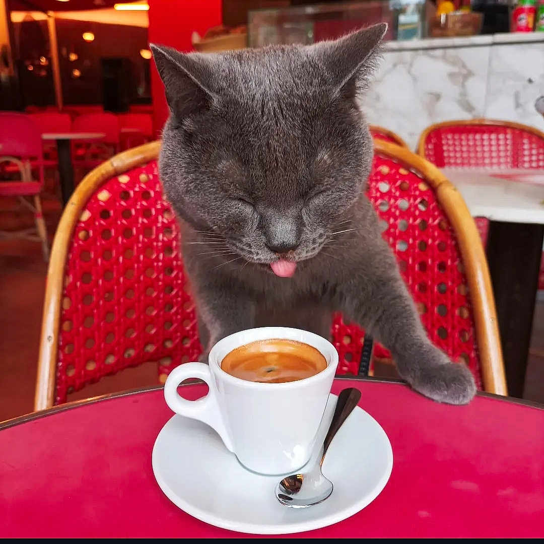 Pourquoi Pas Euterpe participe au concours pour gagner de l'argent avec cette photo : cat, gray_cat, espresso, coffee_cup, red_chair, red_table, spoon, cafe, indoor, feline, pet, tongue_out, cup_and_saucer, wooden_chair, marble_counter, drink, tableware, close_up, cute, domestic_animal