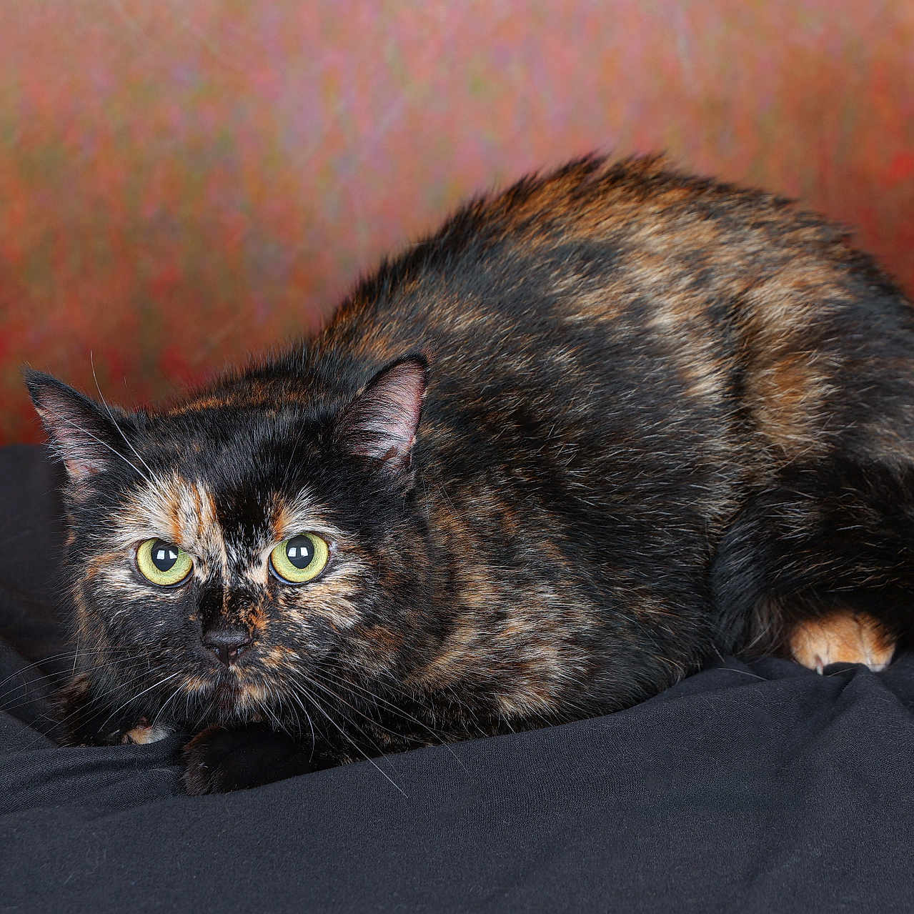 Nala a rejoint le concours — aidez-le/la à gagner de superbes lots ! alert, animal, background, black, brown, cat, closeup, crouching, eyes, fabric, feline, fur, indoor, orange, pet, portrait, soft, texture, tortoiseshell, whiskers