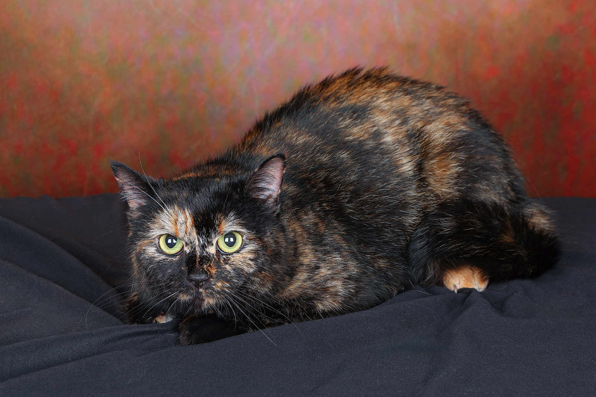 Nala a rejoint le concours — aidez-le/la à gagner de superbes lots ! cat, tortoiseshell, animal, pet, feline, alert, fur, whiskers, eyes, closeup, portrait, indoor, black, brown, orange, crouching, texture, soft, background, fabric