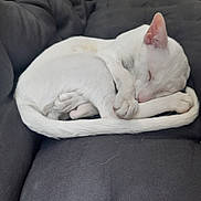 Tao participe au concours pour gagner de l'argent avec cette photo : animal, cat, cozy, curled_up, cushion, cute, domestic_animal, feline, fur, indoor, paw, peaceful, pet, relaxation, resting, sleeping, sofa, tail, whiskers, white_cat