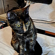 Bulle participe au concours pour gagner de l'argent avec cette photo : cat, tortoiseshell_cat, pet, animal, sitting, portrait, indoors, storage_room, shelf, blanket, cushion, white_sheet, blue_container, furniture, household_items, yellow_eyes, whiskers, upright_posture, long_tail, photography