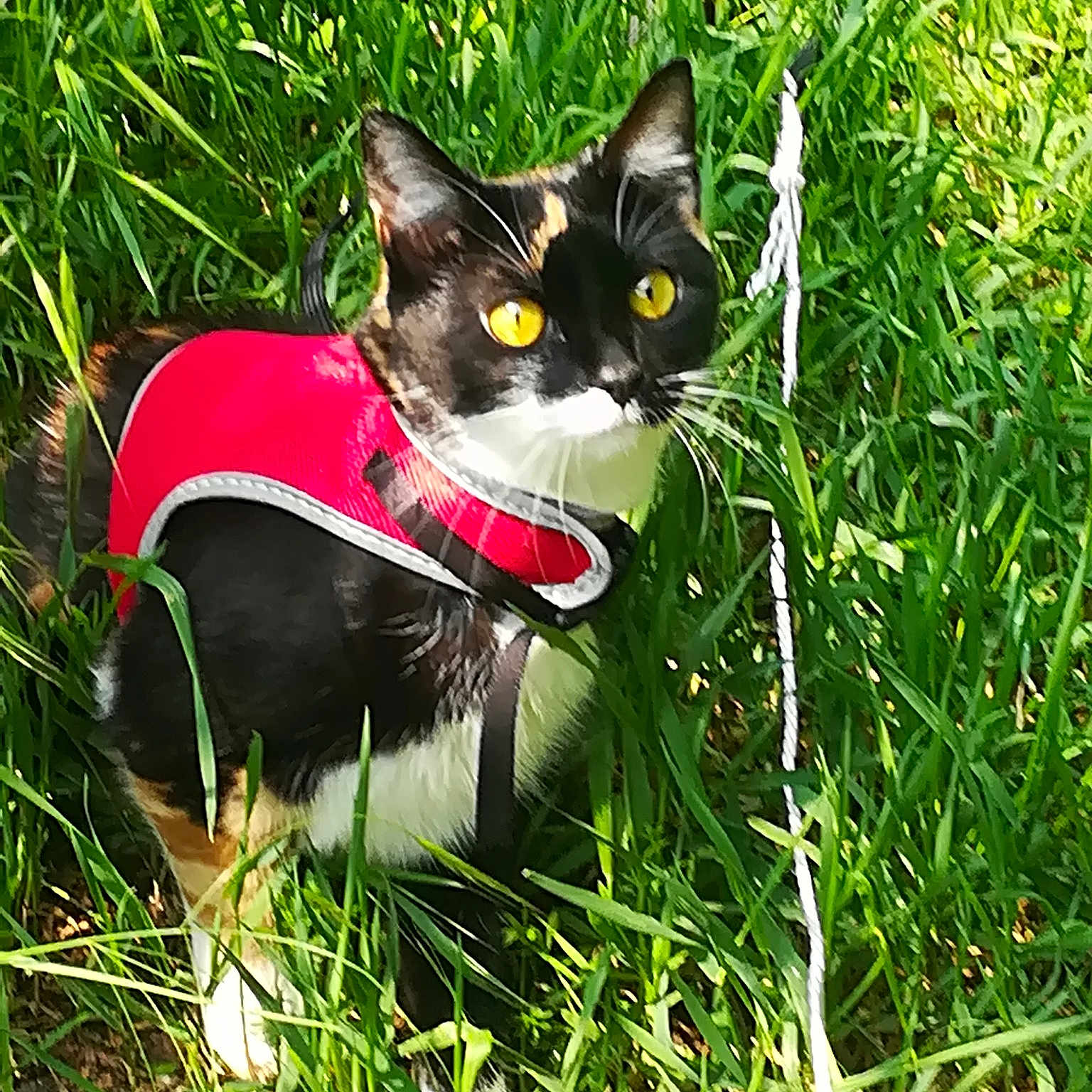 Maya