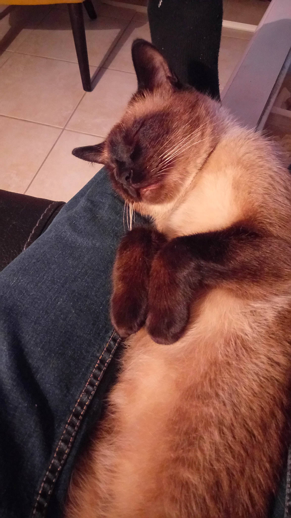 Gaspard a rejoint le concours — aidez-le/la à gagner de superbes lots ! asian, balinese, burmese, carnivore, cat, ear, fawn, felidae, fur, siamese, small_to_medium_sized_cats, snout, tail, thai, tonkinese, whiskers