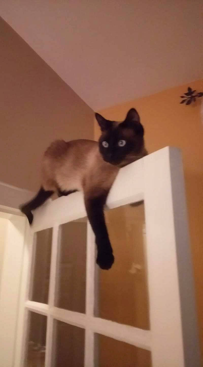 Gaspard participe au concours pour gagner de l'argent avec cette photo : balinese, black_cat, burmese, carnivore, cat, domestic_short_haired_cat, fawn, felidae, kitten, mammal, siamese, small_to_medium_sized_cats, snowshoe, stairs, tail, thai, tonkinese, whiskers