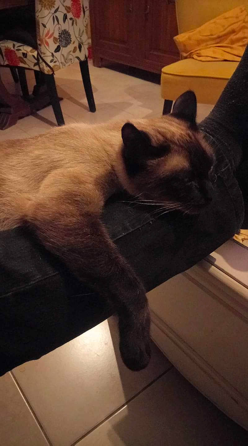 Gaspard participe au concours pour gagner de l'argent avec cette photo : black_cat, carnivore, cat, fawn, felidae, fur, small_to_medium_sized_cats, tail, tonkinese, whiskers
